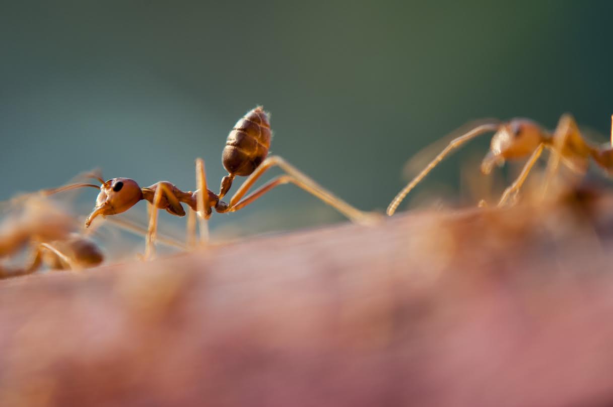 Hangya a lakásban: Mit tehetünk ellene?